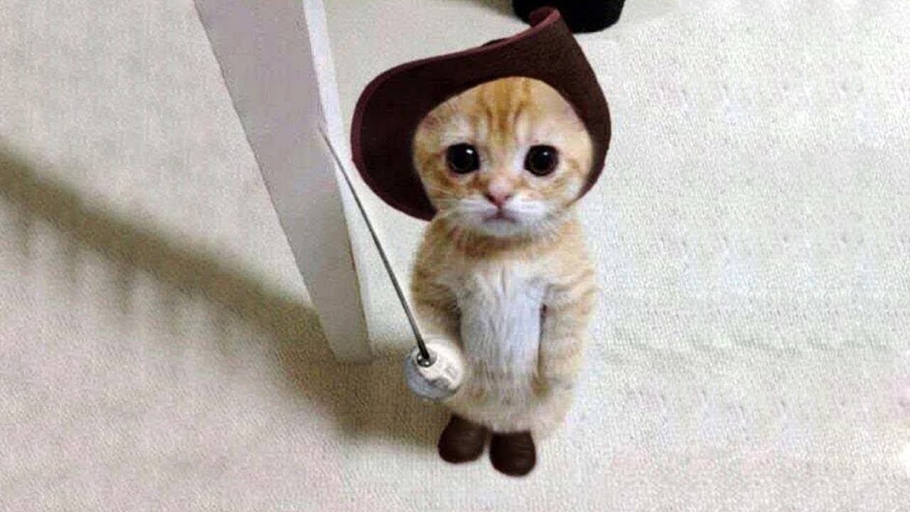 Cat Image